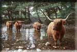 Highland Cattle